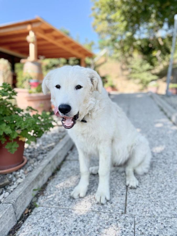 La Tana Del Picchio Villa Neviano degli Arduini Kültér fotó